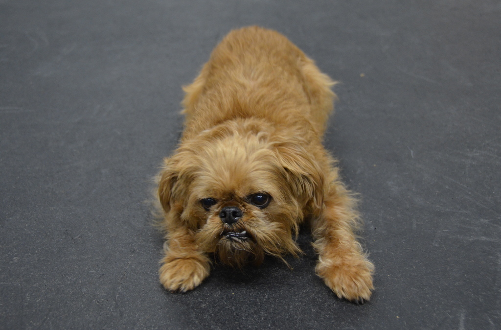 Ein Hund auf der Straße.