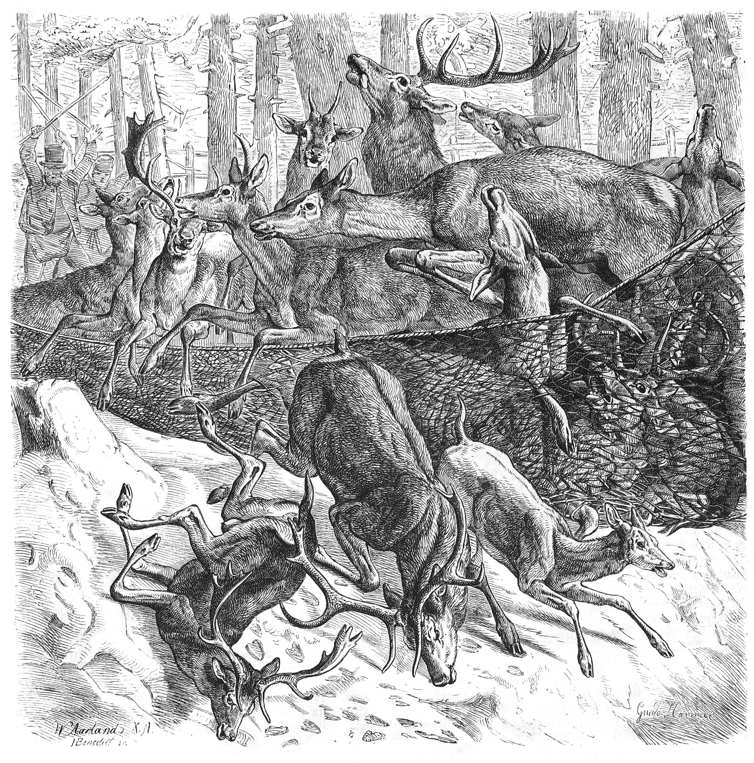 Eine Schwarz-Weiß-Zeichnung einer Hirschherde im Wald, mit einem Netz im Vordergrund und Bäumen im Hintergrund, und einem Text unten, der 'Hirschjagd' lautet.