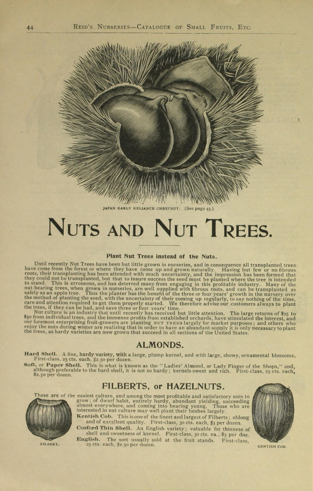 Altes Buch mit Illustrationen und Beschreibungen verschiedener Nüsse und Nussbäume.