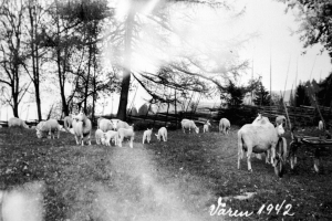 Eine Schafherde grast auf einer saftig grünen Wiese, mit einem Wagen auf der rechten Seite und Bäumen im Hintergrund, unter einem sichtbaren Himmel.
