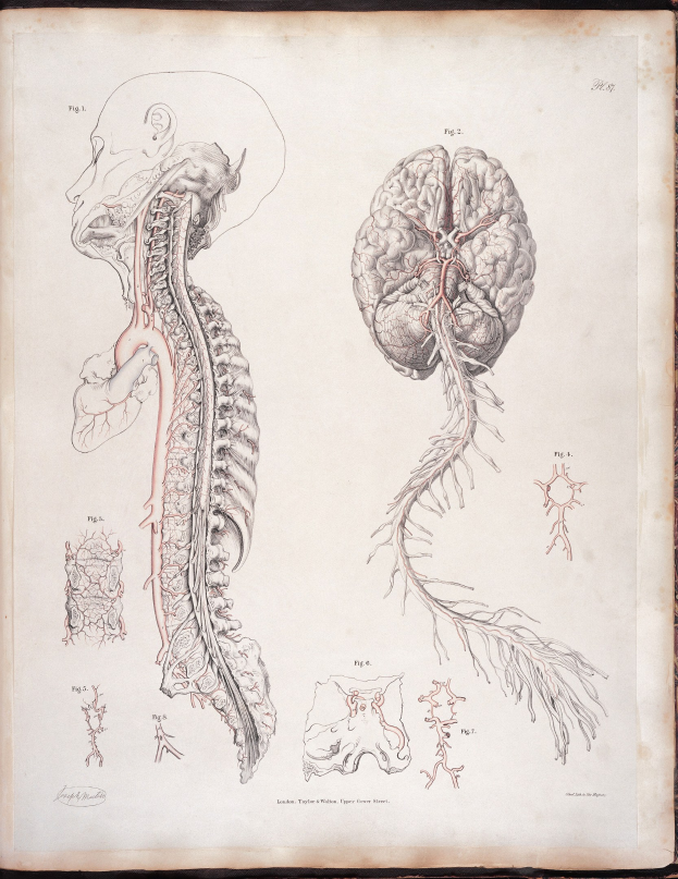 Ein offenes altes Buch mit einer detaillierten anatomischen Zeichnung eines menschlichen Gehirns und einer Wirbelsäule, mit ausstrahlenden Nerven und Arterien, vor klassischem Text.