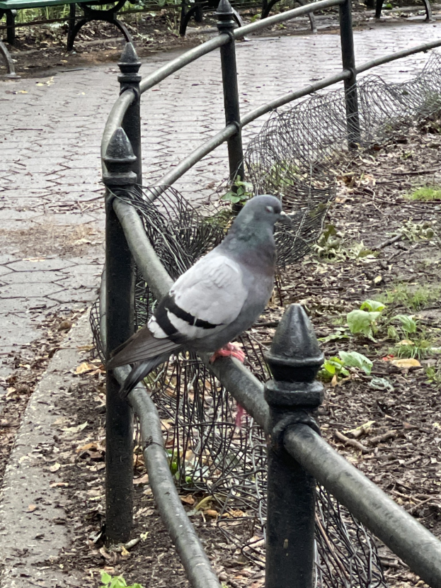 Eine Taube sitzt auf einem Metallzaun in einem Park mit grünem Gras und gefallenen Blättern, Bänken und Bäumen im Hintergrund.