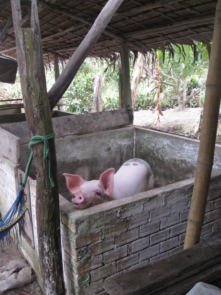 Ein rotes Schwein steht in einem Holzdach-hüttenartigen Gehege mit Wänden drumherum.