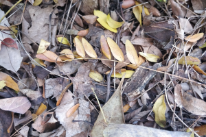 Ein Nahaufnahme eines Haufens trockener Blätter und Zweige auf dem Boden, mit Blättern, die sich überschneiden und in Gelb- bis Brauntönen leuchten.