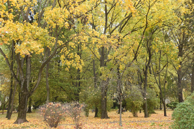 Ein Park mit hohen, üppigen Bäumen, die eine schattige Decke über verstreute Herbstblätter bilden.